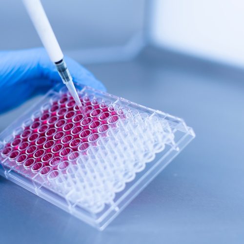 medicine and medical laboratory cell culturing at the safety cabinet